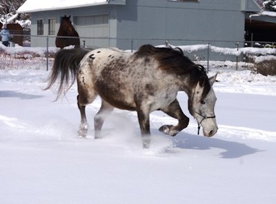 Darby in the Snow