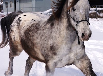 Darby in the Snow