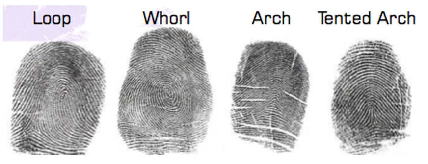 PurposeWhisperer-Fingerprint-Categories