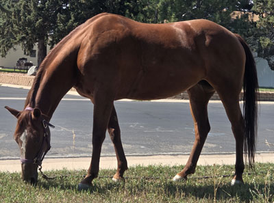 Scarlett Grazing After a Ride